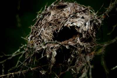 624cook'sverdin's nest.JPG