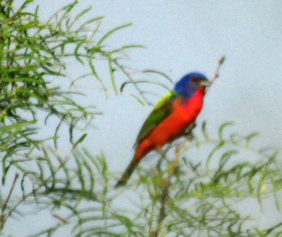 623countypaintedbunting222222222.JPG