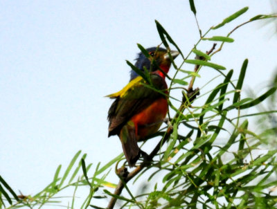 626countypaintedbunting511zzzzzzz.JPG