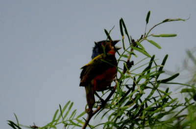 626countypaintedbunting507zzzzzzzzz.JPG