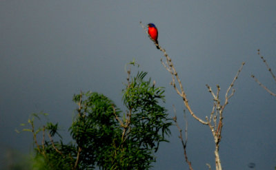 626countypaintedbunting504.JPG