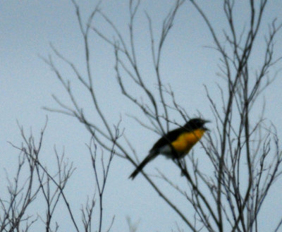 627countyyellowbreastedchat.JPG