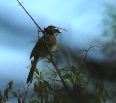 628countyzzblackthroatedsparrowzzzzzzzzzz.JPG