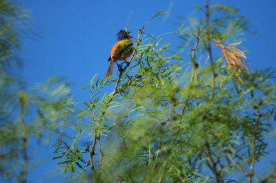 629countypaintedbunting77zzzzzzzz77.JPG