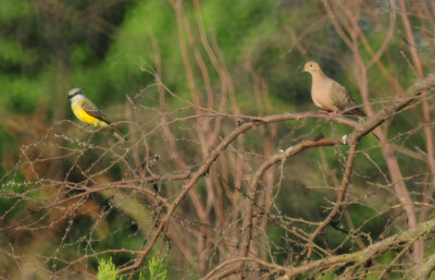 81countycouch'sDove.JPG