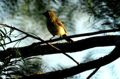 81countypaintedbunting.JPG