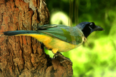82countygreenjay444444444.JPG
