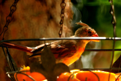 82countycardinal.JPG