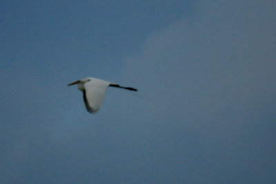 83countygreategret.JPG
