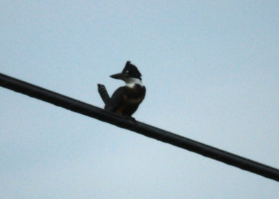 83countyringed666666666.JPG