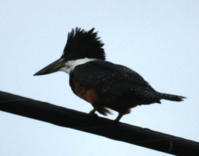 83countyringed555555.JPG