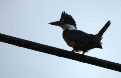 83countyringed4.JPG