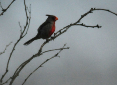 83countypyrrhuloxia234.JPG