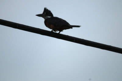 83countyringed3.JPG