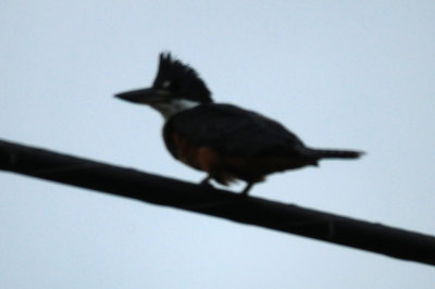 83countyringed2.JPG