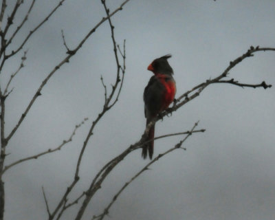 83countypyrrhuloxia2222222222.JPG