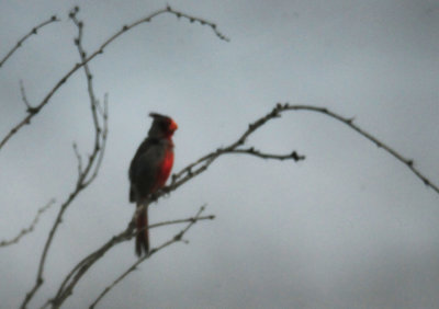 83countypyrrhuloxia.JPG