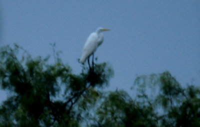 84Countygreategret.JPG