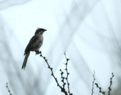 84Countylarksparrow222222222.JPG