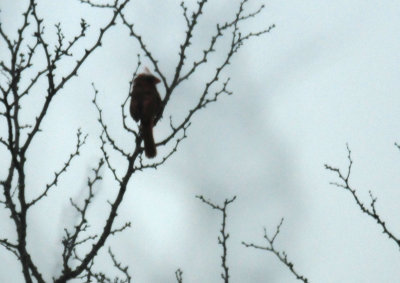 84Countypyrrhuloxia.JPG