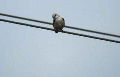 84Countyscissortailedflycatcher.JPG