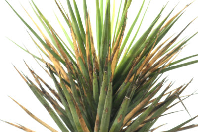 84Countyyucca.JPG