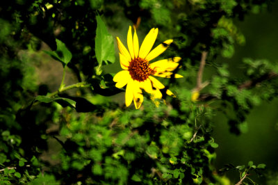 86countysunflower.JPG