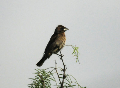 86countybluegrosbeakzzzzzzzz.JPG