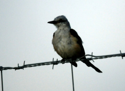 86countyscissortailed22222222.JPG