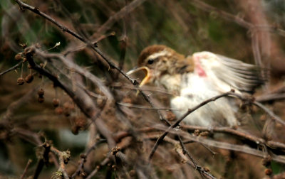 88cook'sbewick's.JPG