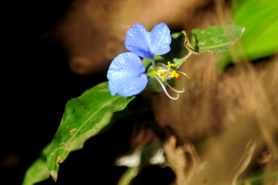 87countyblue2.JPG