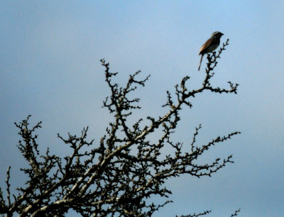 87countyblackthroatedsparrow.JPG