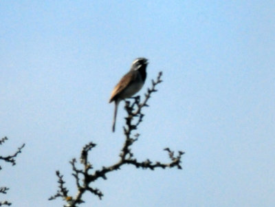 87countyblackthroatedsparrow22222222222222.JPG