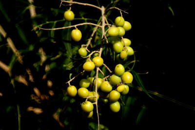87countychinabbberries2222222.JPG
