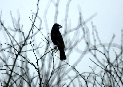 88cook'sblueggrosbeak.JPG