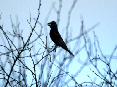 88cook'sbluegrosbeak2.JPG