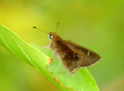88cook'scloudedskipper2222222.JPG