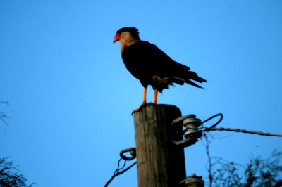 88cook'screcaracara.JPG