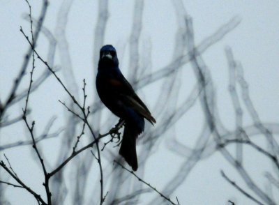 88cook'sbluegrosbeakkkkkkkkkkkkzzzzzzzzz.JPG