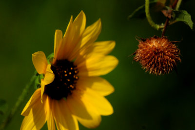 88cook'ssunflowerrrrrrrw.JPG