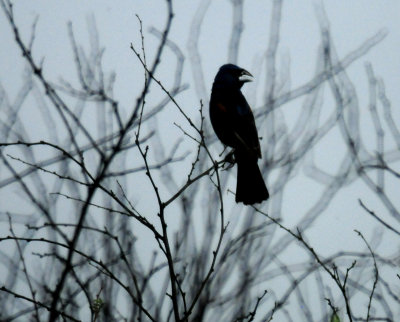 88cook'ssingingnnnnnnnnnnnbluegrosbeak.JPG