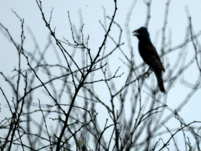 88cook'ssingingbluegrosbeak..