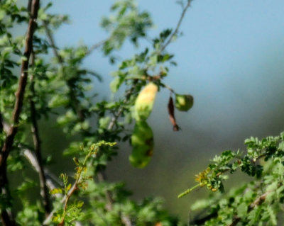 89countybird2.JPG