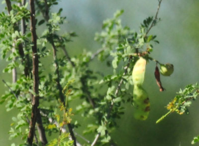 89countybird3.JPG