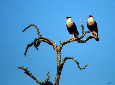 89countycrestedcaracaras.JPG