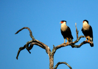 89countycrestedcaracaraszzzzzzzzzzzzz.JPG