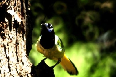 89countyyardggreenjay.JPG