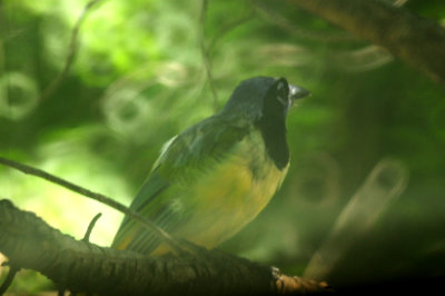 89countyyardgreenjay.JPG