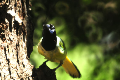 89yardgreenjay.JPG