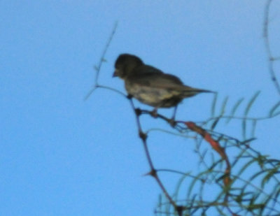 810countybird.JPG